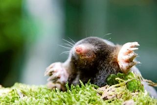 Jak krtek hrabe chodby a kam dává hlínu? | Zeptej se vědce